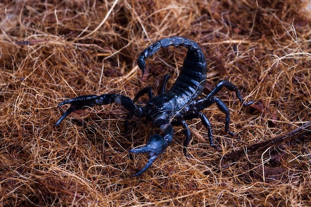 Skorpion Sternzeichen Beschreibung – Charaktereigenschaften und Besonderheiten des Sternzeichens Skorpion