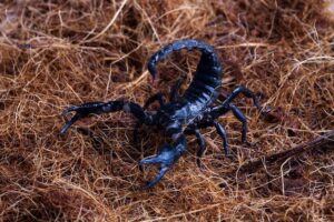 Sternzeichen Skorpion Bedeutung – Eigenschaften, Stärken und Schwächen des Sternzeichens Skorpion